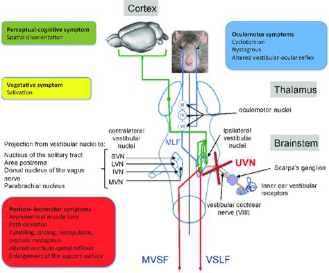 Anatomo Functional Organization Of The Central Vestibular System And