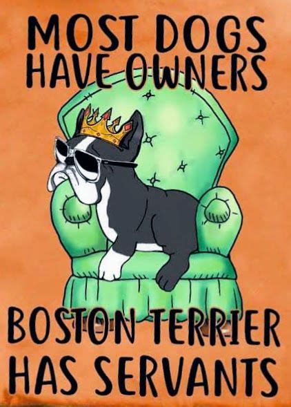 Pin By Ronda Ingham On Gracies Wish List Boston Terrier Funny Boston Terrier Artwork Boston
