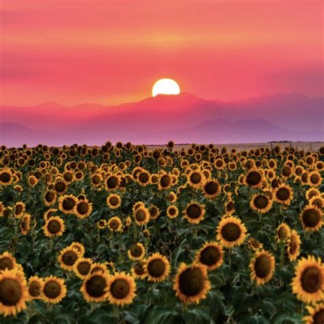 Sunflower Sunset Rcolorado