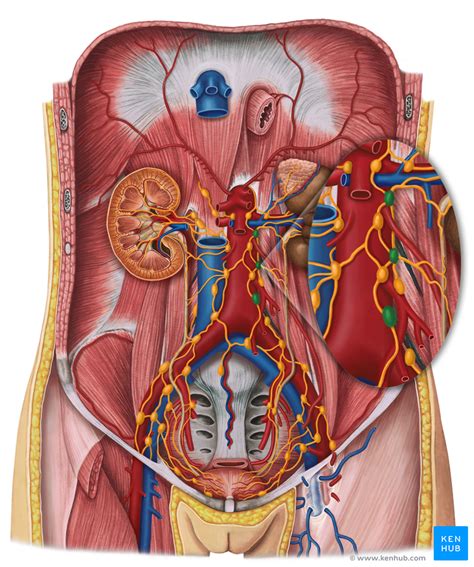 Describe the changes in thoracic and abdominal volume and pressure that occur with contraction of the diaphragm. Lymphatics of the Retroperitoneal Space - Anatomy | Kenhub