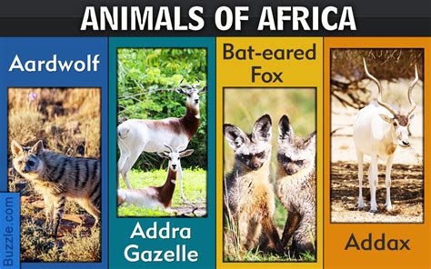 In this list contains some of african safari animals, most endangered animals in africa, deadliest animal in africa and other animals. An Exhaustive List of African Animals With Some Stunning ...