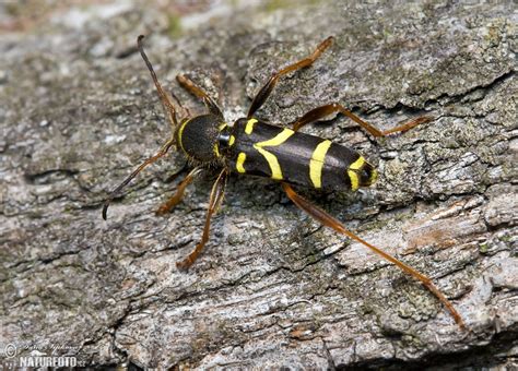 wasp beetle photos wasp beetle images nature wildlife pictures naturephoto