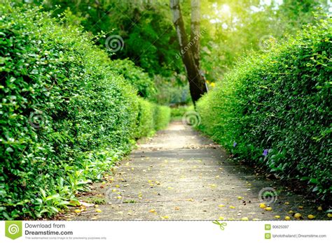 Green Alleypath In The Park Stock Image Image Of Maryland Green