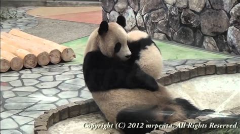 Panda Baby Kiss Her Mom パンダ アドベンチャーワールド Youtube