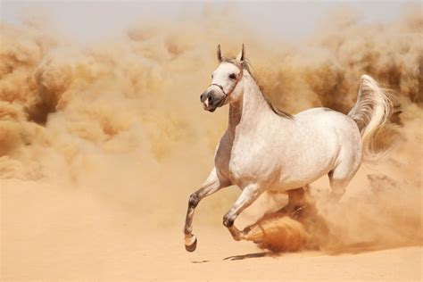 معلومات عن الحصان العربي