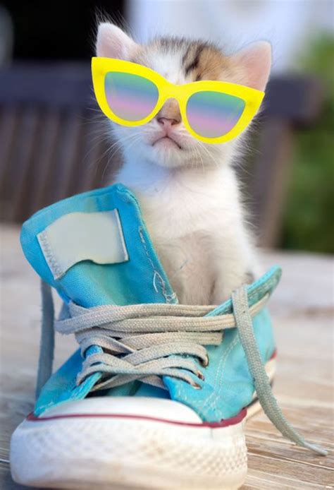 15 Super Cute Sunglasses Under 50 On Kittens