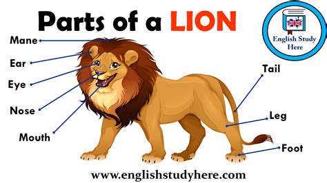 Parts Of A Lion Vocabulary English Study Here