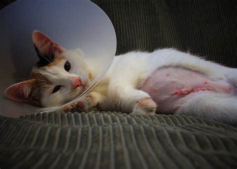 Spaying is a common surgery that we do in order to prevent unwanted litters of kittens as well as to reduce the risk of medical conditions such as mammary. Post-Op Care for Spays and Neuters | petMD