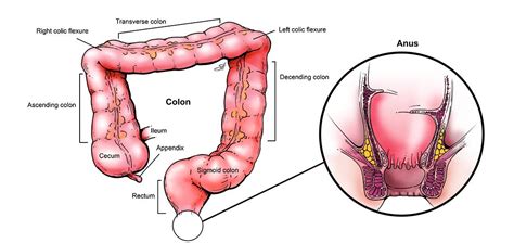 What You Need To Know About Colorectal Cancer Baylor Medicine