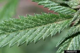 Another reason why indoor plants are more susceptible to pests in colder months is that the temperature and room conditions are just right. Insects and Mites