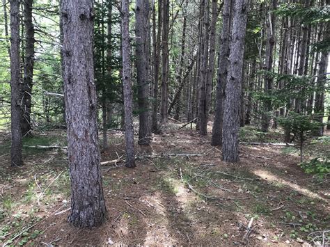 Nova Scotia Moves Forward With Plantation Forestry Plan Halifax