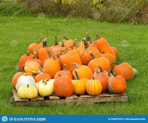 Halloween Pumpkin Pile On Wood Farm Pallet Stock Photo Image Of Fall