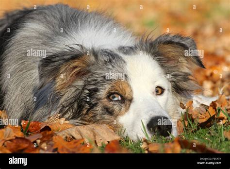 Lying Border Collie Stock Photo Alamy