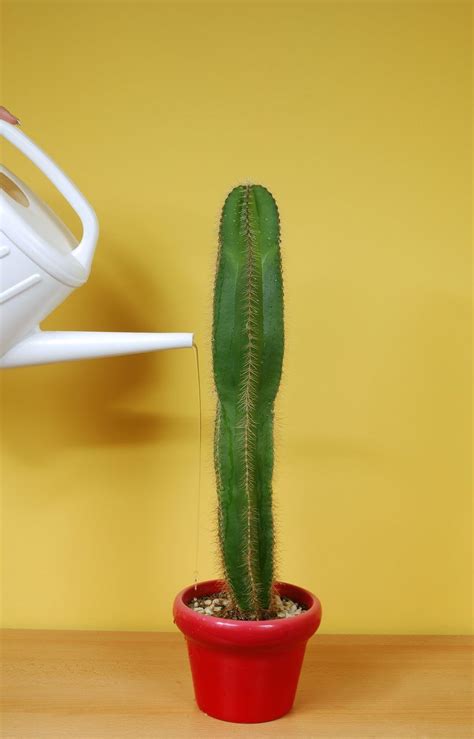 Indoor cactus are an excellent choice if you want a variety of plants inside of your house. How Often Do You Need To Water A Cactus Plant? | Cactus ...