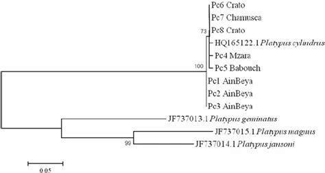 Molecular Phylogenetic Tree Of Coi Sequences Of Platypus Cylindrus