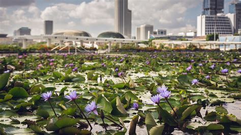 Wallpaper Water Lily Flowers Pond City Singapore 1920x1200 Hd