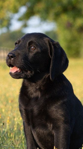 Labrador Temperament Lifespan Grooming Training Petplan