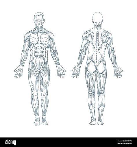 Share Anatomy Body Sketch Super Hot In Eteachers