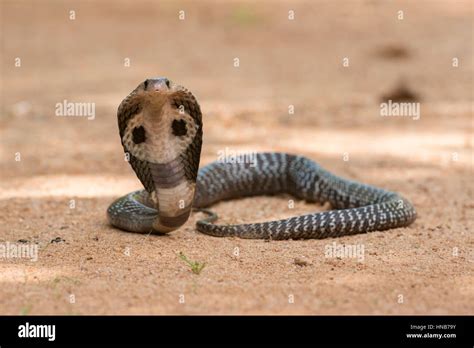 Indian Cobra Or Spectacled Cobra Naja Naja Sri Lanka Stock Photo Alamy