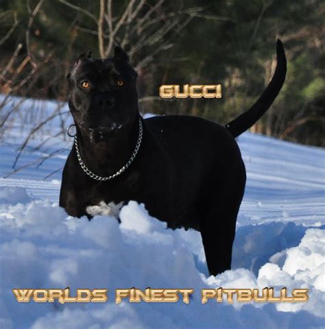 If their eyes were to be opened in these early days before they are properly developed, it could lead to permanent damage or total visual impairment for life. Gucci - Worlds Finest Pit Bulls