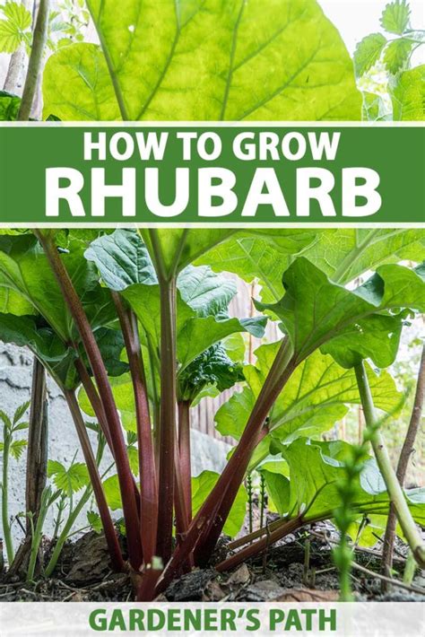 how to grow and care for rhubarb plants gardener s path