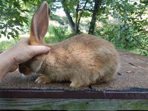 Flemish Giant Rabbits For Sale | Roseville, OH #304485