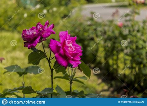 Purple Roses On A Background Of Green Bushes Stock Photo Image Of