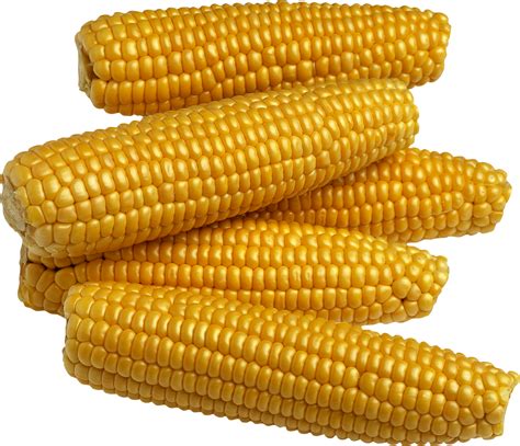 Yellow Corn PNG Image Transparent Image Download Size X Px