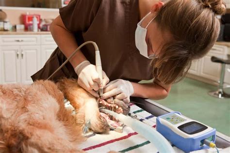 Veterinary Dentistry On The Cusp Vet Advantage