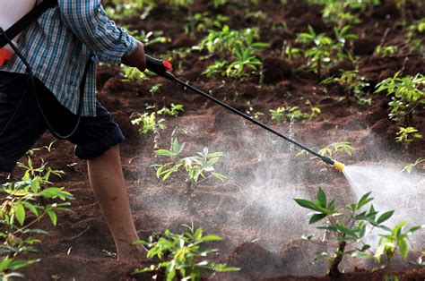 Farmer Spraying Pesticidechemical Fertilizer In The Cassava Field Stock