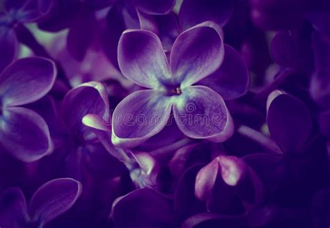 Beautiful Purple Lilac Flowers Macro Photo Of Lilac Spring Flowers