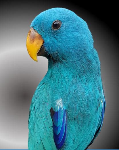 Eclectus Parrot Mutations