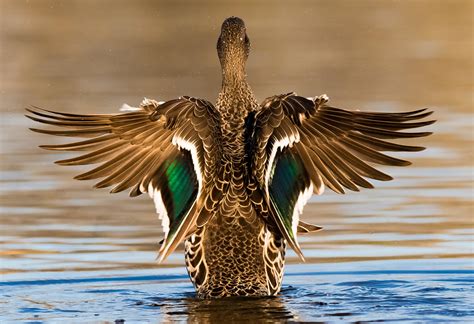 Expert Choices Ducks Flapping Their Wings Bird Photo Contest