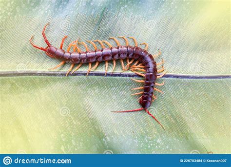 Centipedes Are Poisonous Animals Stock Photo Image Of Critter