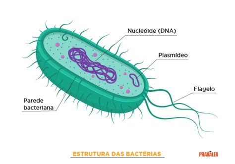 Vírus Bactérias Fungos E Protozoários Entenda As Diferenças
