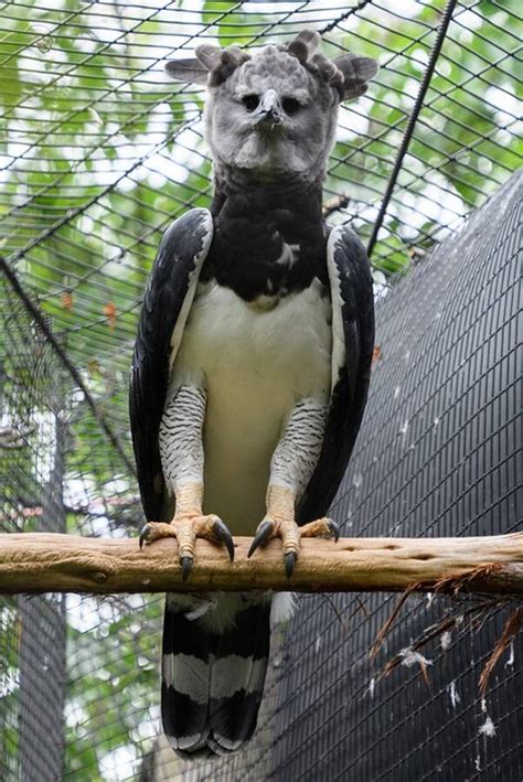 Meet The Harpy Eagle The Fierce Amazonian Raptor