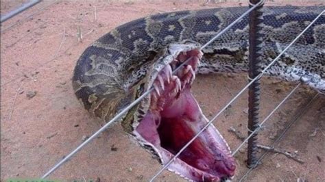 Real Giant Snake Found In Brooklyn Shoreline No Trace Of