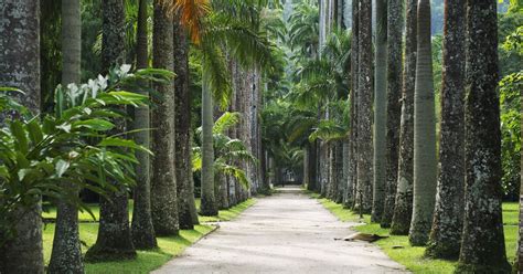 Botanischer Garten Rio de Janeiro, Rio de Janeiro ...