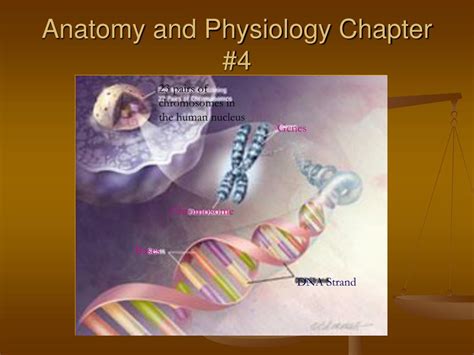 Ppt Anatomy And Physiology Chapter 4 Powerpoint Presentation Id419815