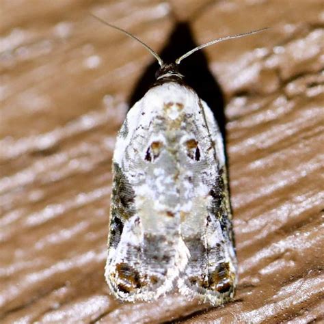 Snowy Shouldered Acleris Moth Acleris Nivisellana Walsingham 1879