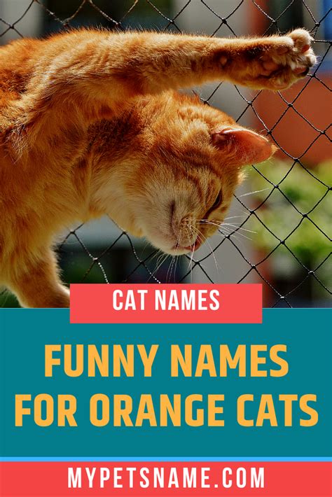 funny cat names over 200 hilarious name ideas for your kitty artofit