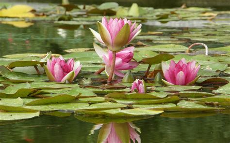 Water Lily Full Hd Wallpaper And Background 2560x1600 Id225630