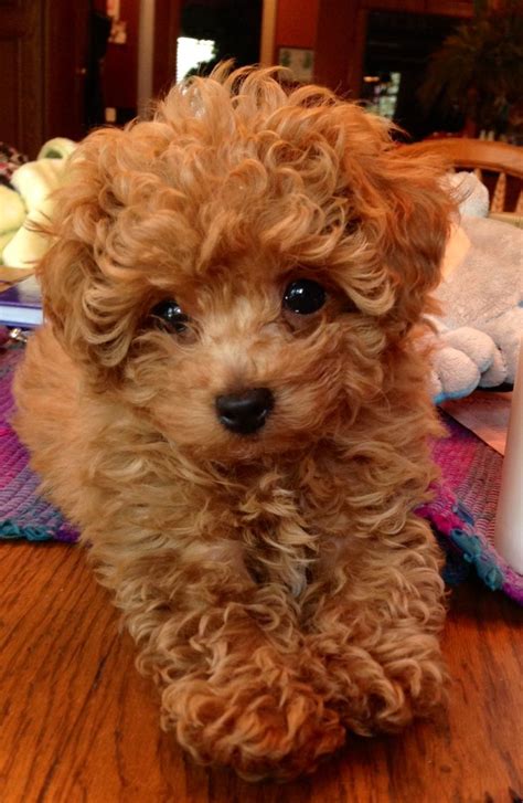 The toy poodle is sensitive, intelligent, lively, playful, proud, and elegant. 30 Fresh Toy Poodle Puppies For Sale Near Me | Puppy Photos