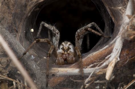 Australia Giant Funnel Web Spider Captured And Handed To Australian
