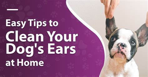 Easy Tips To Clean Your Dogs Ears At Home