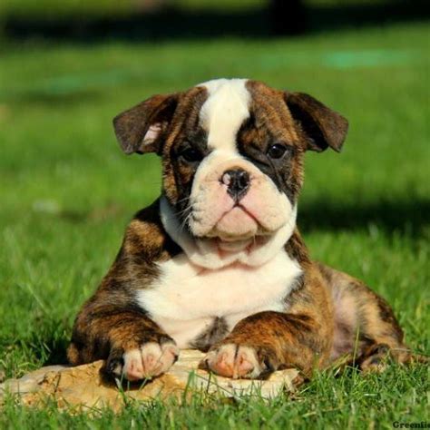The olde english bulldogge is a muscular, medium sized dog of great strength, stability and athleticism. Olde English Bulldogge Puppies For Sale | Greenfield Puppies