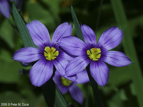 It can be romance, sorrow, or relationship, etc. Sisyrinchium montanum (Mountain Blue-eyed Grass ...