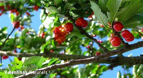 Montmorency Tart Cherry Info Benefits Dosage Side Effects And More Valentinos Naturals