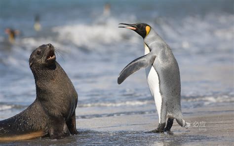 King Penguins And Antarctic Fur Seals In St Andrews Bay South Georgia