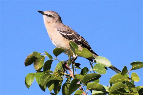 30 Florida Birds To Watch For